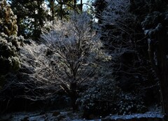 雪陽