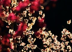 紅白