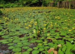 水面華