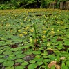 水面華