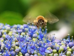 着花