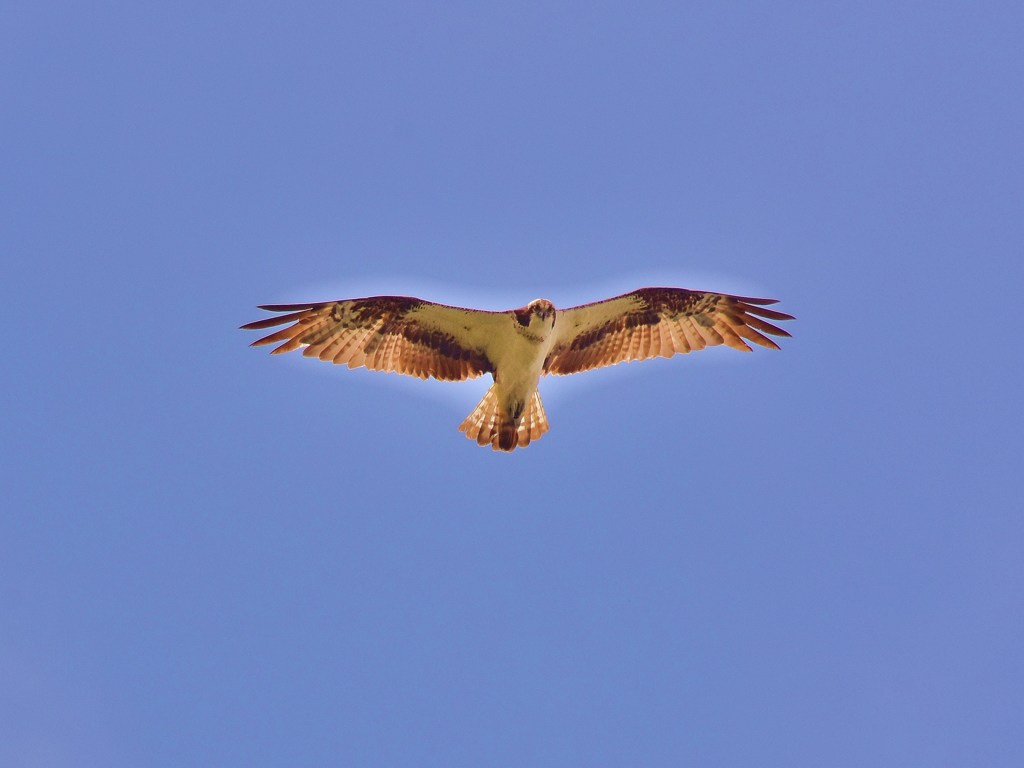 上空