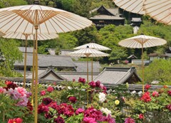 遠望