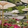 遠望