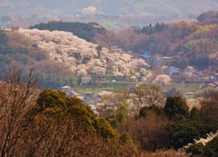 桜帯