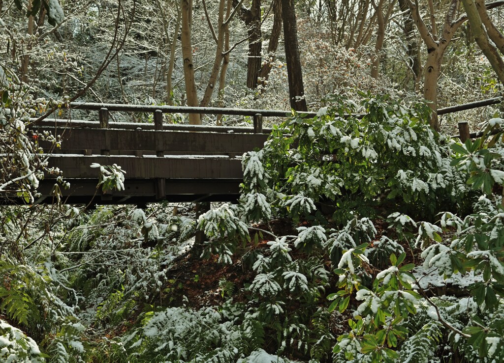 雪緑
