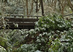 雪緑