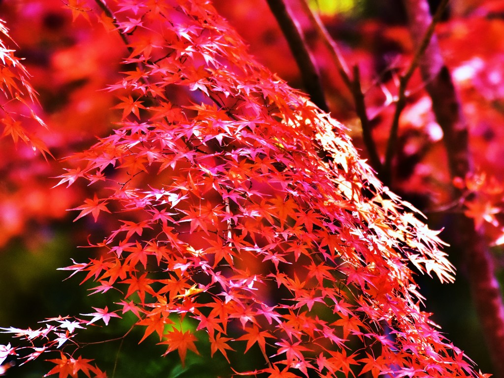 赤流