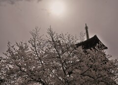 花曇り