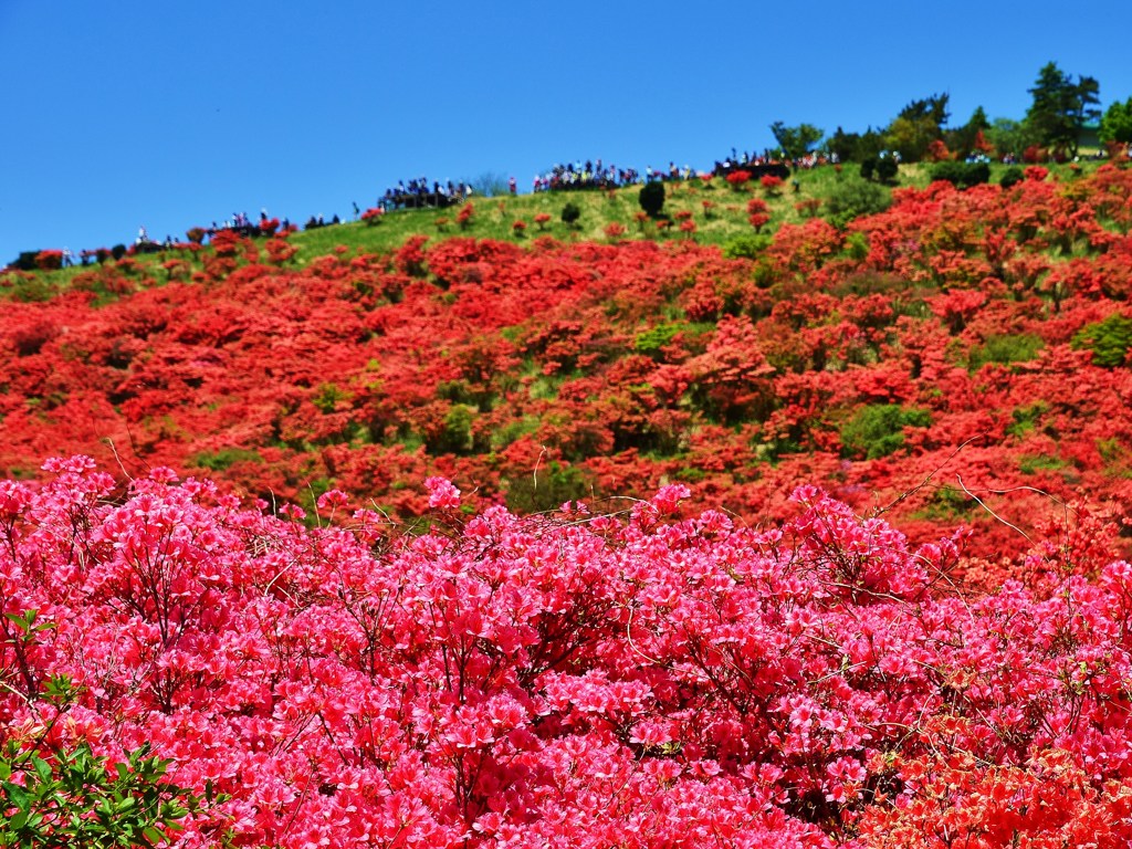 紅山