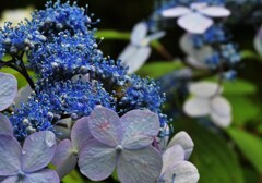 紫陽花