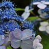 紫陽花