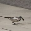 ハクセキレイ
