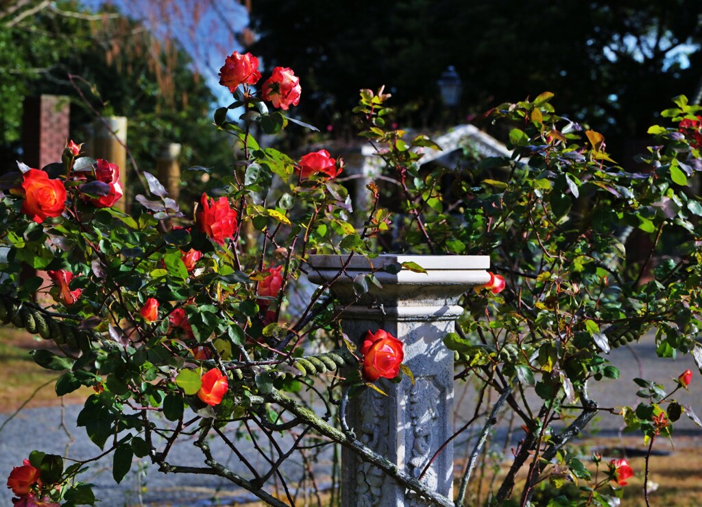 薔薇の夢