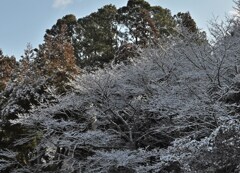 雪陽