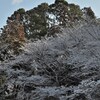 雪陽