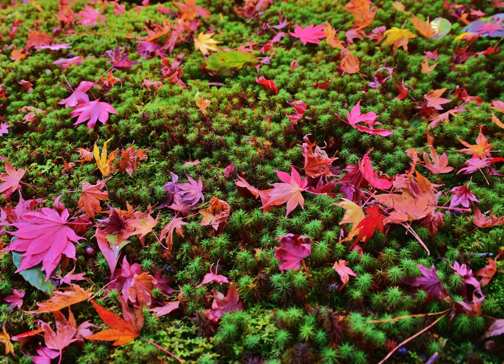 苔紅