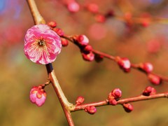 開花
