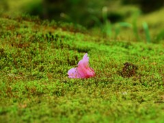 一輪