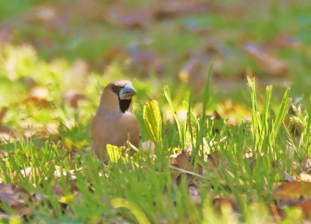 シメ