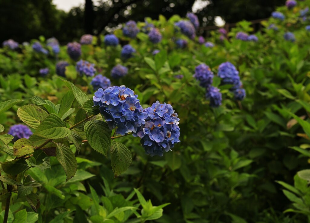 紫陽花