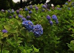 紫陽花