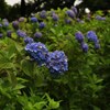 紫陽花