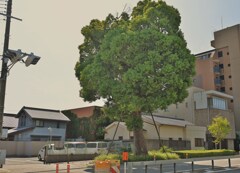 北田辺の大楠