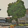 北田辺の大楠