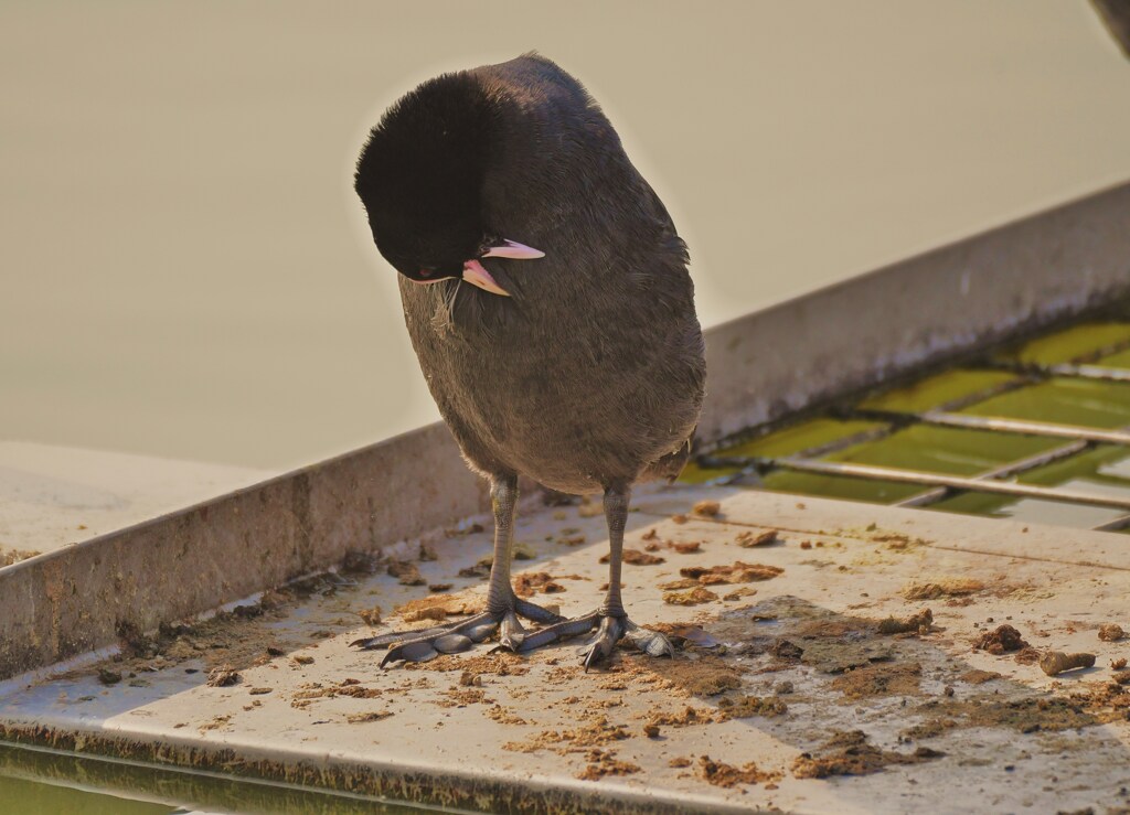 オオバン