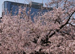 櫻の通り抜け