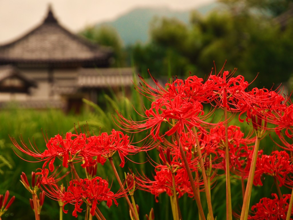 古寺
