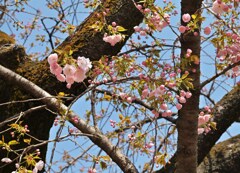 櫻の通り抜け