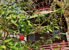 多宝に咲く