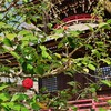 多宝に咲く