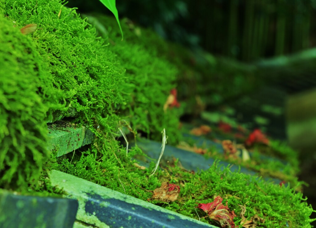 苔続く