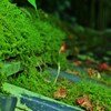 苔続く