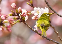 桜鳥