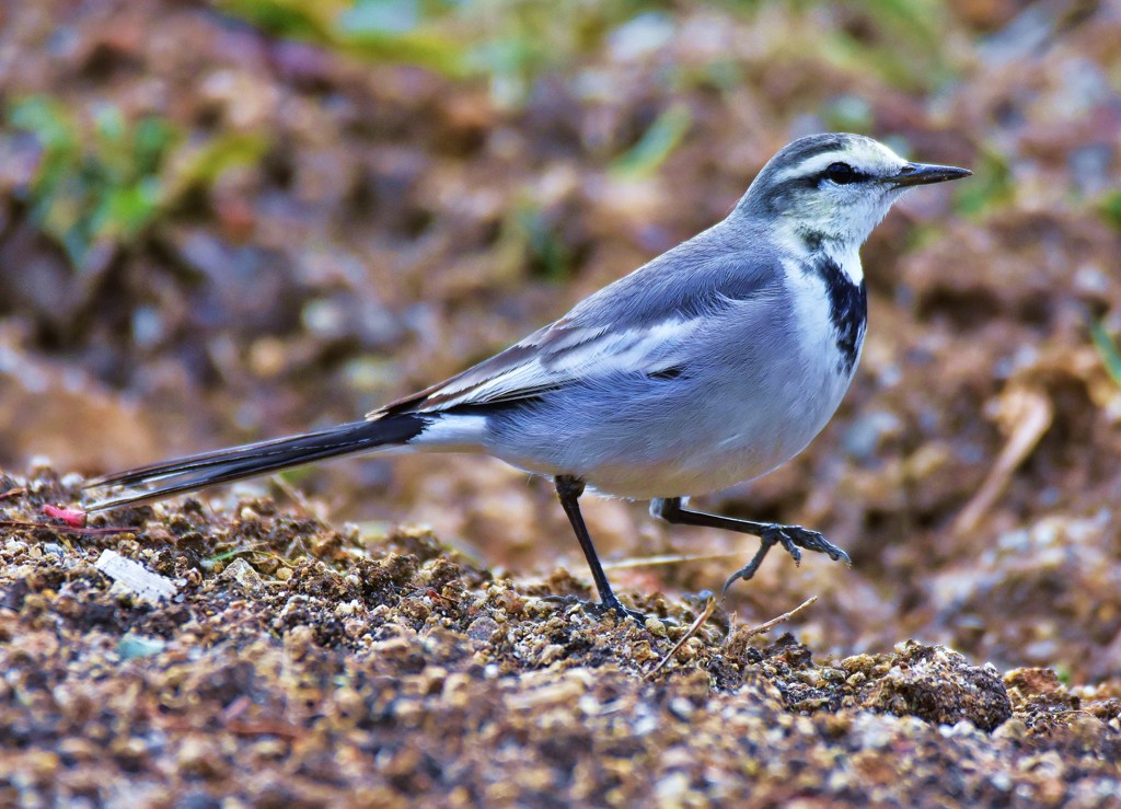 鳥納