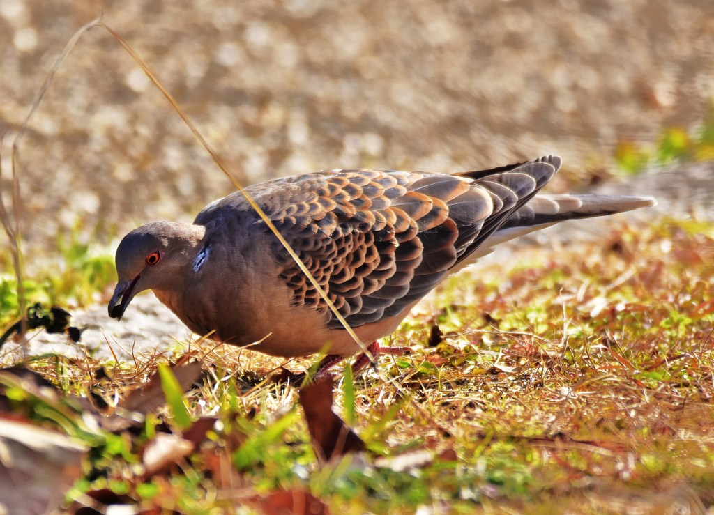 鳥納