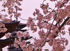 塔に咲く