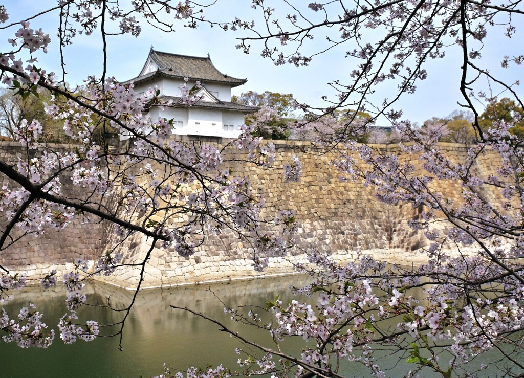 櫻満開