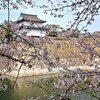 櫻満開