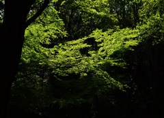 陰陽