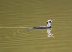 カワウ