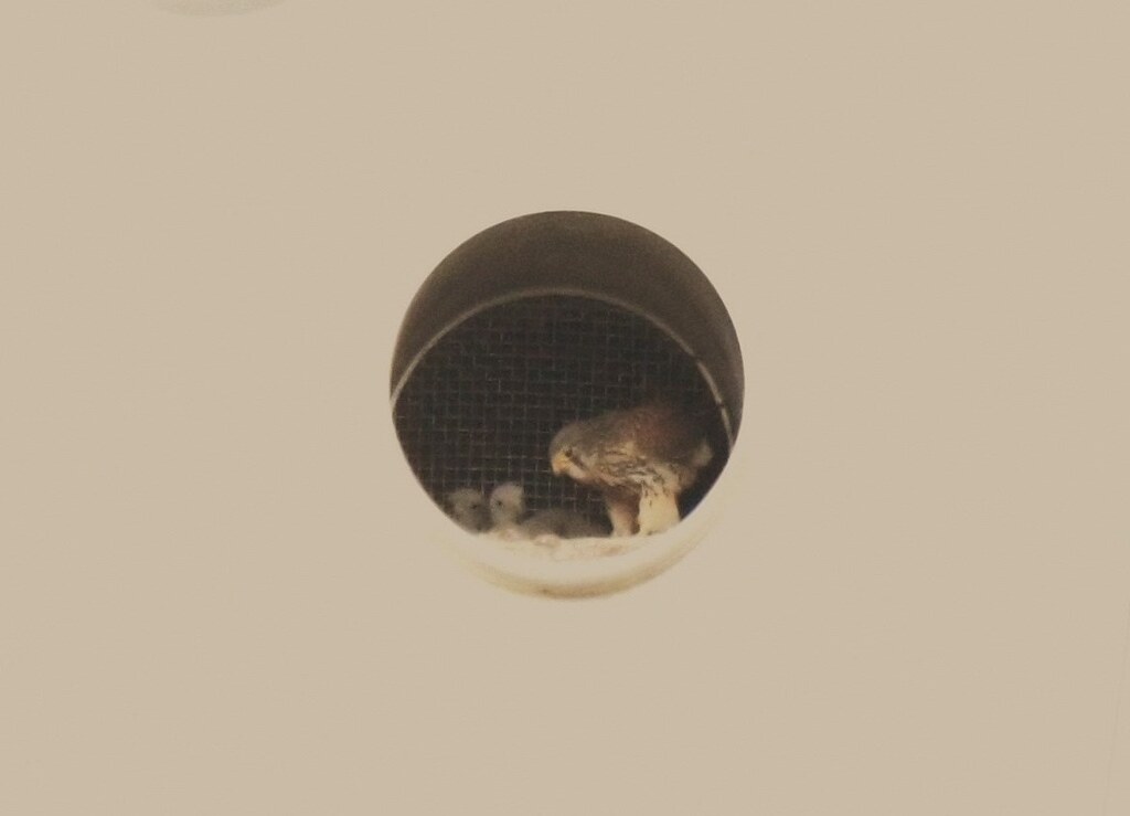 チョウゲンボウ親子