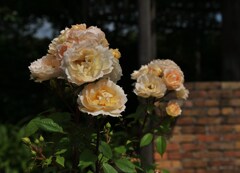 薔薇