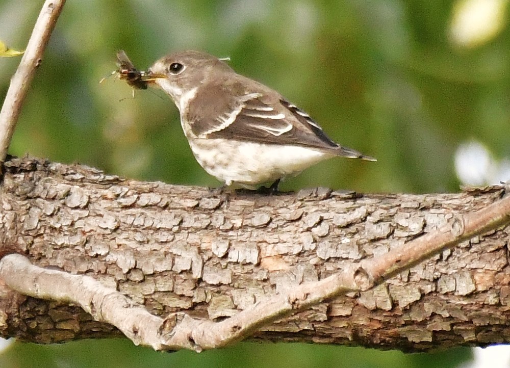 食欲