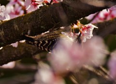 桜隠