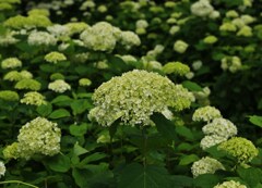 紫陽花